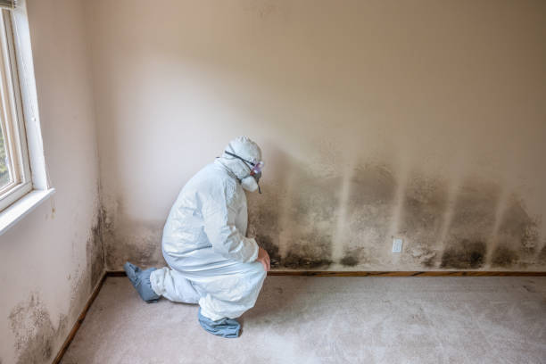 Best Mold Remediation for Specific Building Types in Waterville, ME